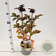 Sambucus nigra Black Tower 30-40 cm 3,0L