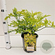 Sambucus nigra Golden Tower 30-40 cm 2,5L