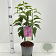 Syringa v. 'Charles Joly' GM 2,5L