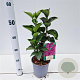 Syringa v. 'Charles Joly' GM 2,5L