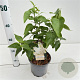 Syringa v. 'Mme Florent Stepman' 20-30 cm 2,5L