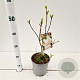 Syringa v. 'Mme Florent Stepman' 20-30 cm 2,5L