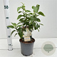 Syringa v. 'Mme Florent Stepman' 20-30 cm 2,5L
