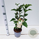 Syringa v. 'Mme Florent Stepman' 30-40 cm 2,5L