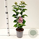 Syringa v. 'Katherine Havemeyer' 30-40 cm 2,5L