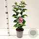 Syringa v. 'Katherine Havemeyer' 30-40 cm 2,5L