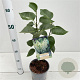 Syringa v. 'Primrose' 30-40 cm 2,5L