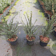 Taxus baccata 40-60 cm 3,5L