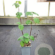 Tilia platyphyllos 50-60 cm C1.5