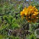 Ulex minor 60-80 cm wortelgoed