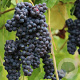 Vitis 'Glenora' 150-175 cm vierkant rond 5,5L