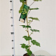 Vitis 'Vroege van der Laan' 70-80 cm 2,5L