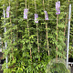 Wisteria frut. 'Amethyst Falls' 175-200 cm 5,0L