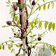 Wisteria frut. 'Amethyst Falls' 175-200 cm 5,0L