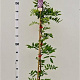 Wisteria flor. 'Honbeni' 175-200 cm 5,0L