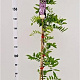 Wisteria flor. 'Honbeni' 175-200 cm 5,0L