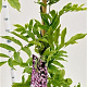 Wisteria flor. 'Honbeni' 175-200 cm 5,0L