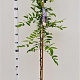 Wisteria sinensis 175-200 cm 5,0L