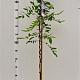 Wisteria sinensis 175-200 cm 5,0L