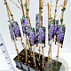 Wisteria sinensis 70-80 cm rozenpot 2L