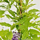 Wisteria sinensis 'Prolific' 175-200 cm 5,0L