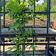 Wisteria sinensis 'Prolific' 250-275 cm 10L