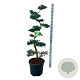 Juniperus virg. 'Grey Owl' 125-150 cm 4,0L