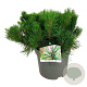 Pinus mugo mugo 30-40 cm 6,5L