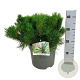 Pinus mugo mugo 30-40 cm 6,5L