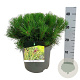 Pinus mugo pumilio 30-40 cm 6,5L