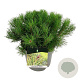 Pinus mugo pumilio 30-40 cm 6,5L