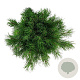 Pinus mugo pumilio 30-40 cm 6,5L