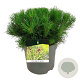 Pinus mugo pumilio 30-40 cm 6,5L