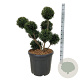 Taxus b. 'Höpken's Gigant' 60-80 cm cont. 55L multi bol