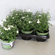 Diascia White GM P12