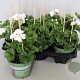 Pelargonium peltatum Blanche Roche (White) GM P12