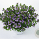 Scaevola Blue GM P12