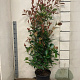 Photinia fraseri 'Red Robin' 125-150 cm 15L