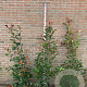 Photinia fraseri 'Red Robin' 125-150 cm 15L