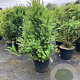 Taxus baccata 60-80 cm 10L