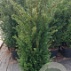 Taxus baccata 80-100 cm 10L