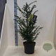 Taxus baccata 80-100 cm 10L