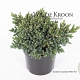Juniperus squamata 'Blue Star' 15-20 cm 2,0L