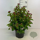 Viburnum tinus 40-50 cm 10L