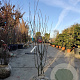 Amelanchier lamarckii 175-200 cm met kluit