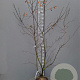 Amelanchier lamarckii 175-200 cm met kluit