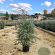 Eucalyptus gunnii Azura 50-70 cm 12L