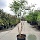 Koelreuteria paniculata 200-250 cm container meerstammig extra