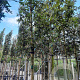 Quercus ilex 8-10 HO container