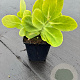 Sedum spectabile 'Stardust' GM P9